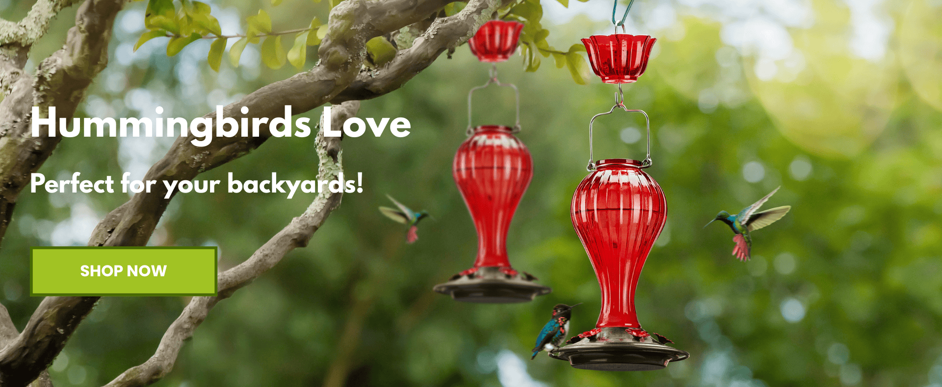 Perfect Feeders for Hummingbirds