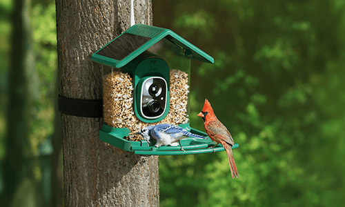 What Bird Feeder is Best for Dallas: Top Picks for Local Birds