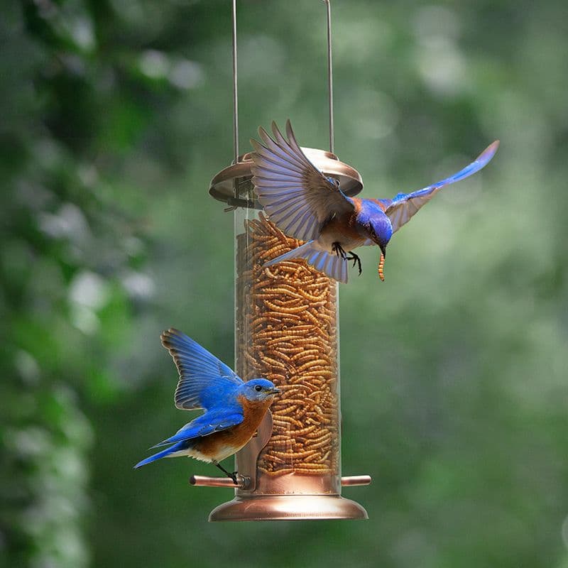 Kingsyard Extra Sturdy Tube Bluebird Mealworm Feeder