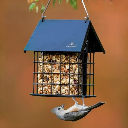 Does a Bird House Need a Perch: Essential Tips for Happy Birds
