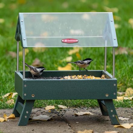 Why Platform Bird Feeder: Ultimate Benefits for Backyard Birds