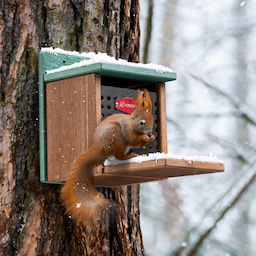 Kingsyard Recycled Plastic Squirrel Feeder 1 Kingsyard Recycled Plastic Squirrel Feeder 1