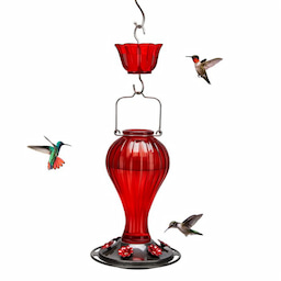 Kingsyard 24oz Leak Proof Glass Hummingbird Feeder with Ant Moat 3 Kingsyard 24oz Leak Proof Glass Hummingbird Feeder with Ant Moat 3