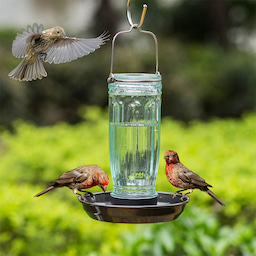 Green Kingsyard Glass Bird Waterer for Outdoor Use 1 Green Kingsyard Glass Bird Waterer for Outdoor Use 1