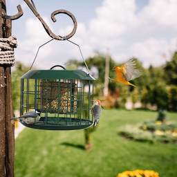Kingsyard Metal Caged Squirrel Proof Suet Feeder 7 Kingsyard Metal Caged Squirrel Proof Suet Feeder 7