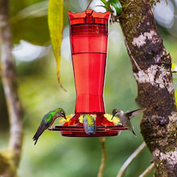 Kingsyard 14oz Glass Hummingbird Feeder with Bee Proof & Ant Moat 3 Kingsyard 14oz Glass Hummingbird Feeder with Bee Proof & Ant Moat 3