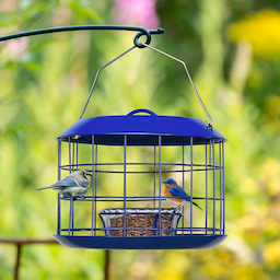 Kingsyard Metal Caged Squirrel Proof Bluebird Feeders 6 Kingsyard Metal Caged Squirrel Proof Bluebird Feeders 6