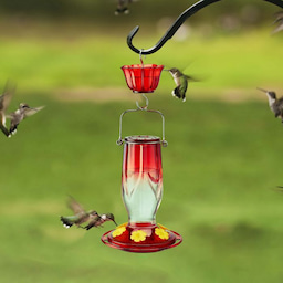 Kingsyard 16oz Glass Hummingbird Feeder 6 Ports with Ant Moat 1 Kingsyard 16oz Glass Hummingbird Feeder 6 Ports with Ant Moat 1