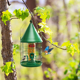 Kingsyard Caged Squirrel Proof Tube Bird Feeder with Rainproof Dome 6 Kingsyard Caged Squirrel Proof Tube Bird Feeder with Rainproof Dome 6