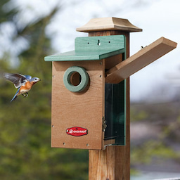 Kingsyard Recycled Plastic Bluebird House with 1.5'' Hole 5 Kingsyard Recycled Plastic Bluebird House with 1.5'' Hole 5