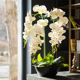 Kingsyard Metal Plant Support Stakes 1 Kingsyard Metal Plant Support Stakes 1