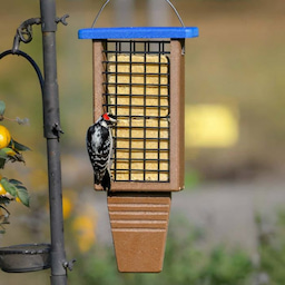 Kingsyard Extended Tail Prop Suet Feeder for Woodpeckers 1 Kingsyard Extended Tail Prop Suet Feeder for Woodpeckers 1
