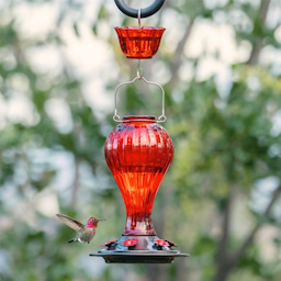 Kingsyard 24oz Leak Proof Glass Hummingbird Feeder with Ant Moat 1 Kingsyard 24oz Leak Proof Glass Hummingbird Feeder with Ant Moat 1