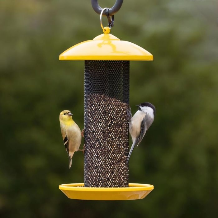What Do You Fill a Mesh Bird Feeder With: Top Seeds for Birds