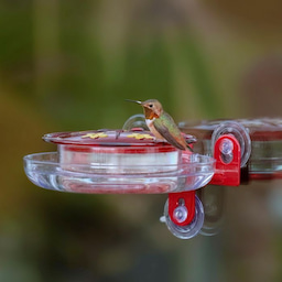 Kingsyard 8oz Plastic Window Hummingbird Feeder with Ant Moat 3 Kingsyard 8oz Plastic Window Hummingbird Feeder with Ant Moat 3