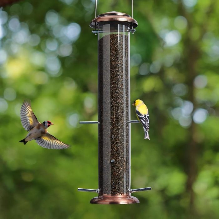 How to Feed Birds Thistle: Ultimate Guide for Happy Garden Birds