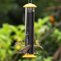 Kingsyard Metal Thistle Tube Bird Feeder 1 Kingsyard Metal Thistle Tube Bird Feeder 1