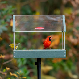 Kingsyard Recycled Plastic Wild Bird Feeders with Adjustable Height Pole Kit 1 Kingsyard Recycled Plastic Wild Bird Feeders with Adjustable Height Pole Kit 1