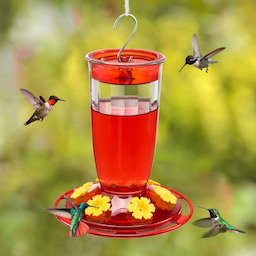 Kingsyard 16oz Plastic Hummingbird Feeder with Bee & Ant Proof 6 Kingsyard 16oz Plastic Hummingbird Feeder with Bee & Ant Proof 6