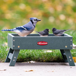 Green Kingsyard Recycled Plastic Ground Feeder For Birds and Chickens 1 Green Kingsyard Recycled Plastic Ground Feeder For Birds and Chickens 1