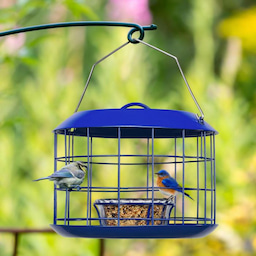 Blue Kingsyard Metal Caged Squirrel Proof Bluebird Feeders 6 Blue Kingsyard Metal Caged Squirrel Proof Bluebird Feeders 6