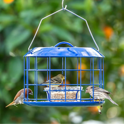 Blue Kingsyard Metal Caged Squirrel Proof Bluebird Feeders 1 Blue Kingsyard Metal Caged Squirrel Proof Bluebird Feeders 1
