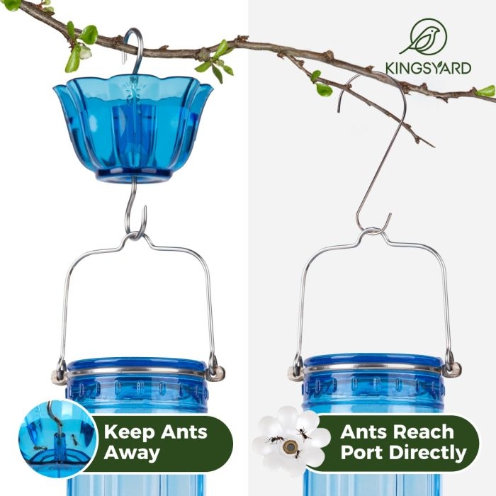 How to Keep Ants off of Hummingbird Feeder