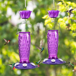 Purple Kingsyard 24oz Glass Hummingbird Feeder with Ant Moat 1 Purple Kingsyard 24oz Glass Hummingbird Feeder with Ant Moat 1
