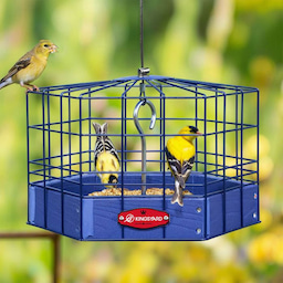 Blue Kingsyard Squirrel-Proof Platform Hanging Bird Feeder 1 Blue Kingsyard Squirrel-Proof Platform Hanging Bird Feeder 1