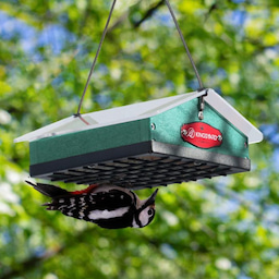Kingsyard Upside Down Squirrel Proof Suet Feeder 1 Kingsyard Upside Down Squirrel Proof Suet Feeder 1