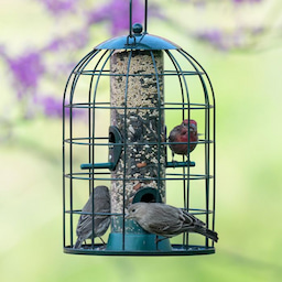 Kingsyard Caged Squirrel Proof Tube Feeder with Rainproof Design 1 Kingsyard Caged Squirrel Proof Tube Feeder with Rainproof Design 1