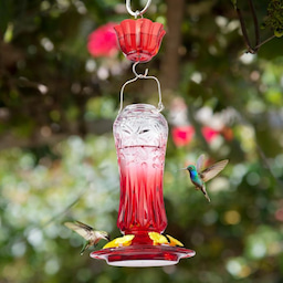Kingsyard 24oz Glass Hummingbird Feeder with Ant Moat 1 Kingsyard 24oz Glass Hummingbird Feeder with Ant Moat 1