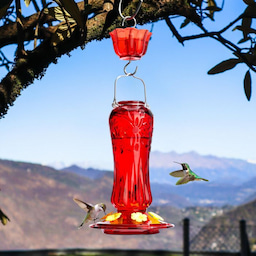 Kingsyard 24oz Glass Hummingbird Feeder with Ant Moat 9 Kingsyard 24oz Glass Hummingbird Feeder with Ant Moat 9