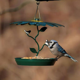 Kingsyard Platform Bird Feeder with Weatherproof Dome 8 Kingsyard Platform Bird Feeder with Weatherproof Dome 8