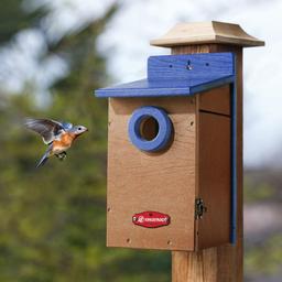 How Big Should the Hole Be on a Bluebird House: Expert Guide