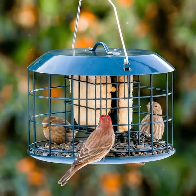 Kingsyard Metal Caged Squirrel Proof Suet Feeder