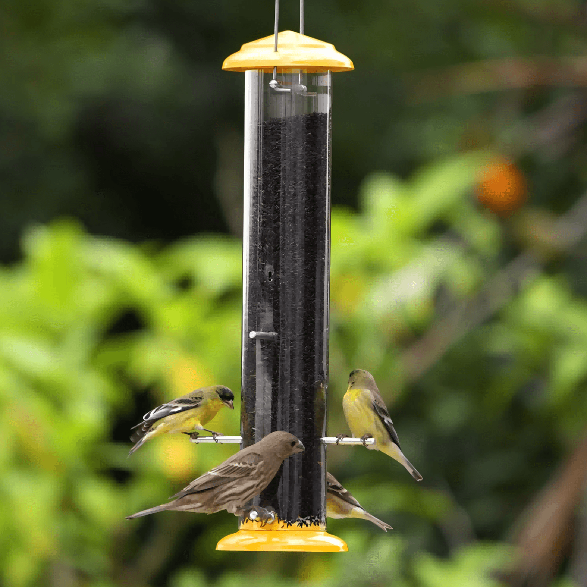 Kingsyard Metal Thistle Tube Bird Feeder