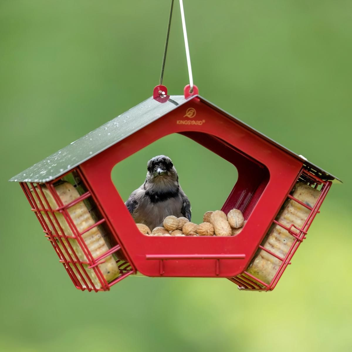 Kingsyard Metal 2 in 1 Mixed Seeds Bird Feeders