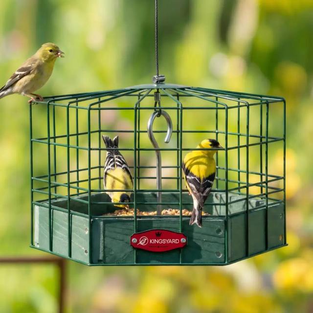 Kingsyard Squirrel-Proof Platform Hanging Bird Feeder