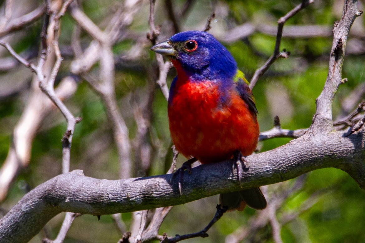 10 Fun Facts About Painted Buntings