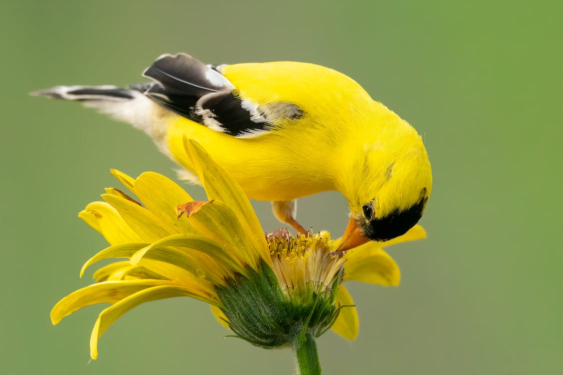 8 Fun Facts About Goldfinch You Must Know Kingsyard Birds Learning Tree