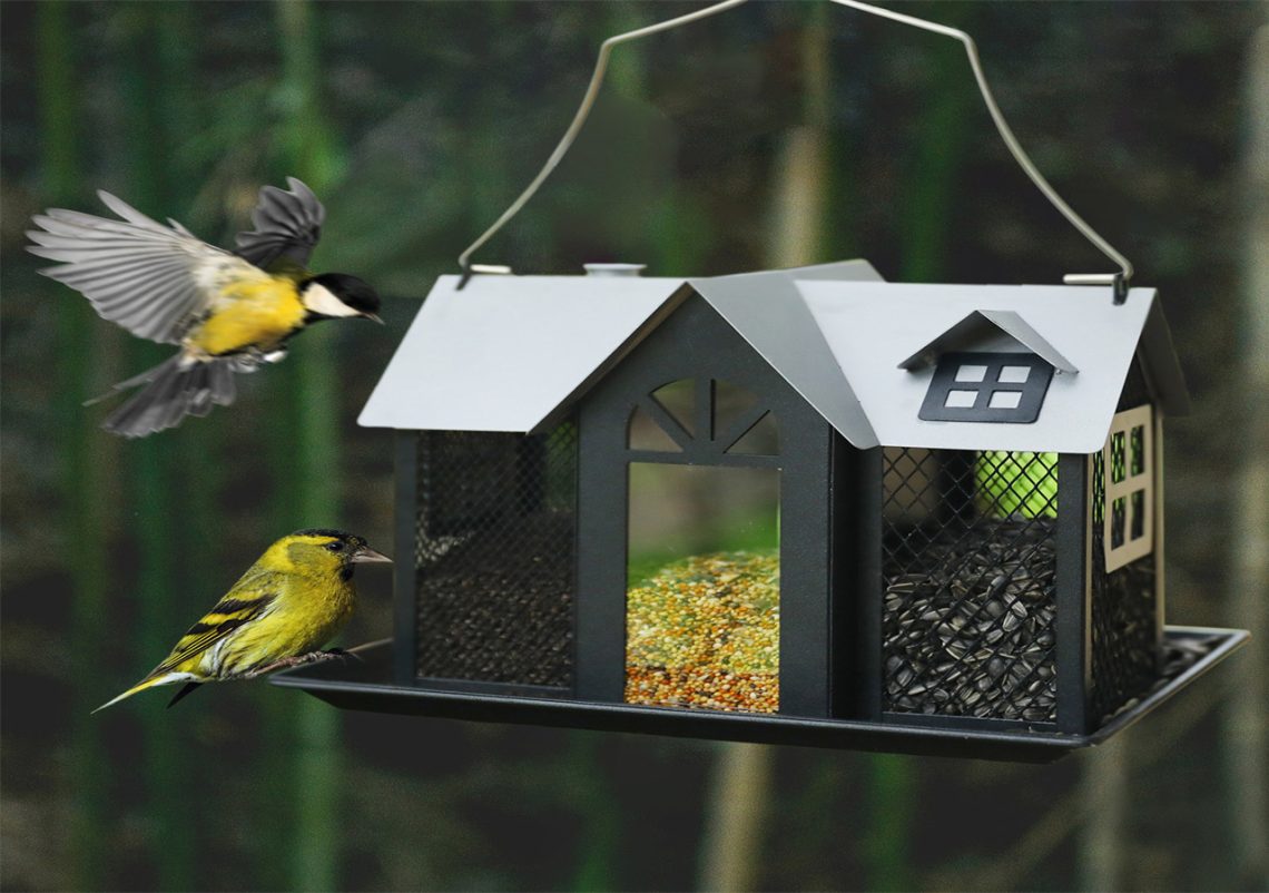 Discover 5 Black and Yellow Hummingbird Species - Attract Birds to Your ...