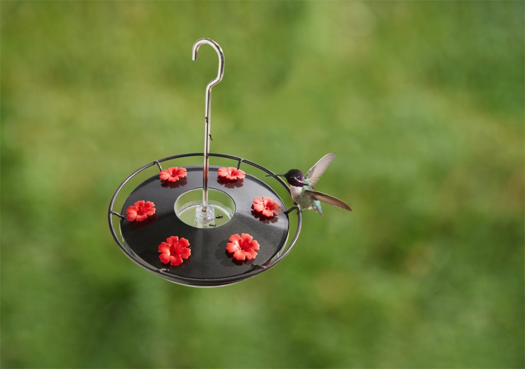 A hummingbird is flying around the bird feeder