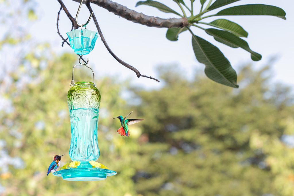blue and green hummingbird feeder