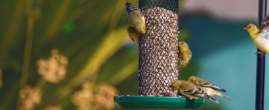 goldfinches eating nyjer seeds