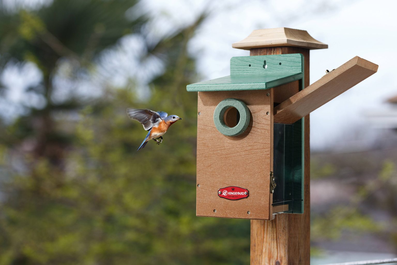 Bird Feeder Cleaning Guide: How to Keep Your Feeders Safe and Hygienic ...