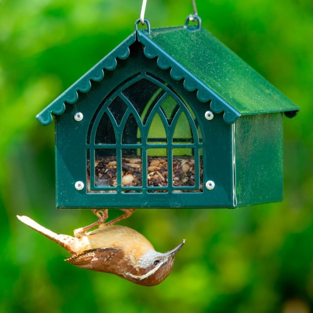 Wren hanging upside down on a green metal bird feeder by Kingsyard with cathedral-style window design.