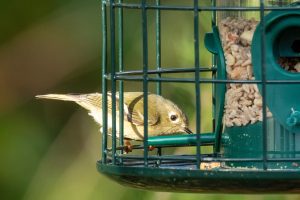 squirrel proof bird feeders