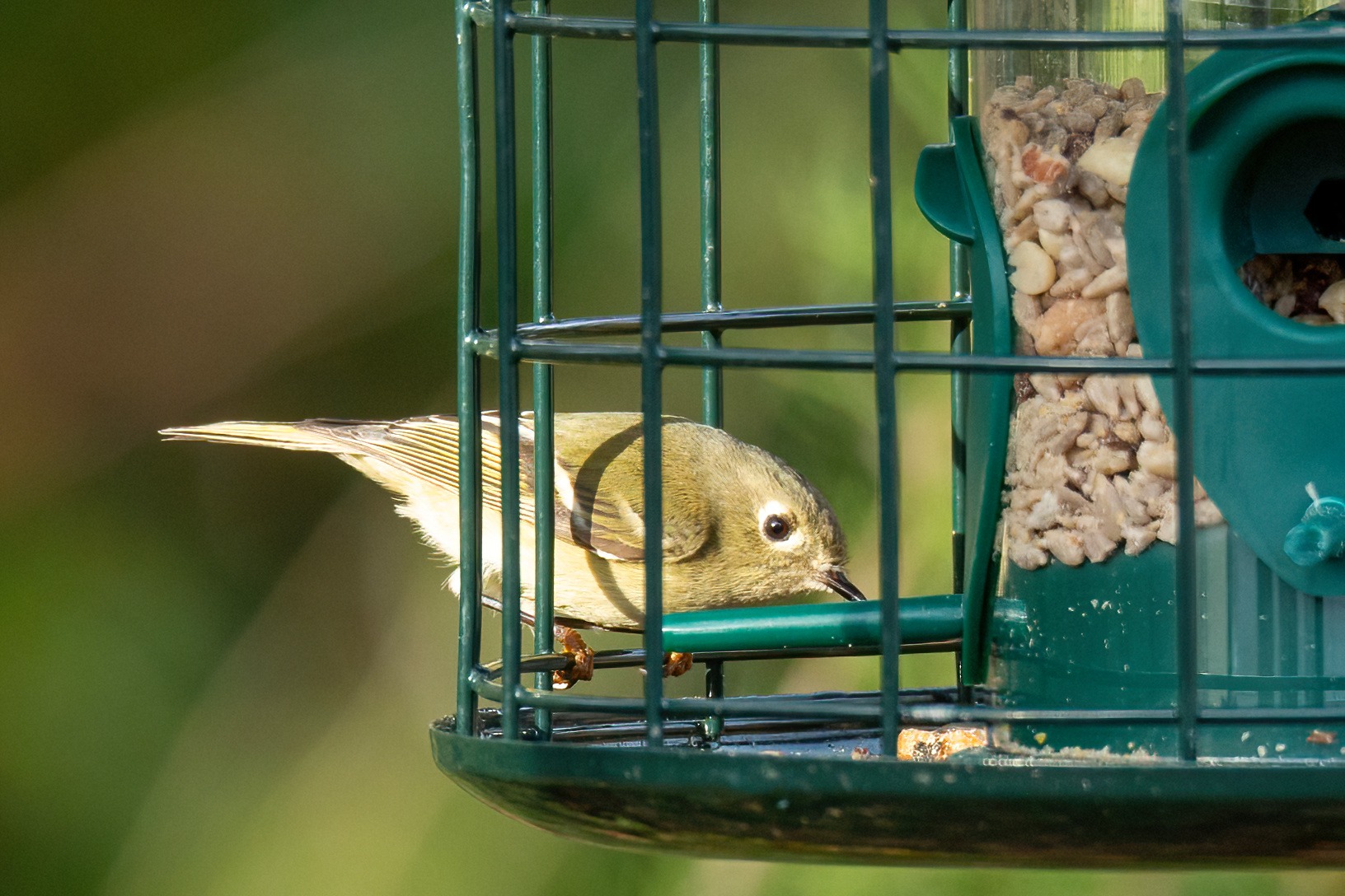 squirrel proof bird feeders