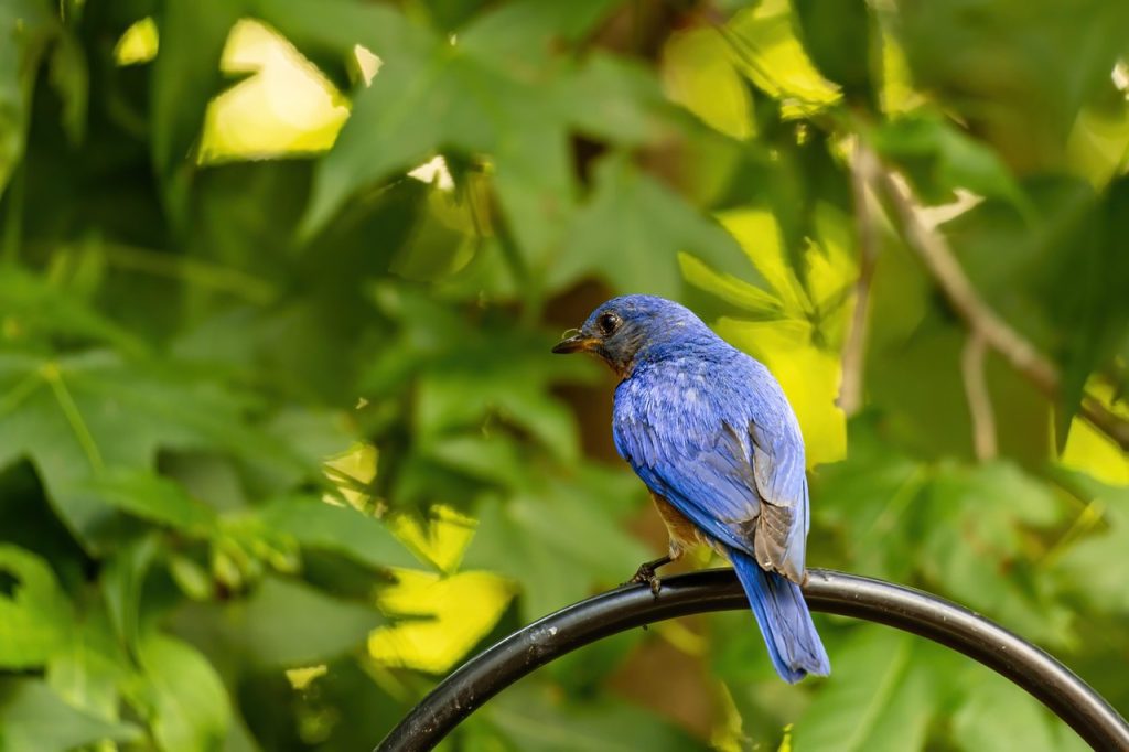 eastern bluebirds standing on a black hook